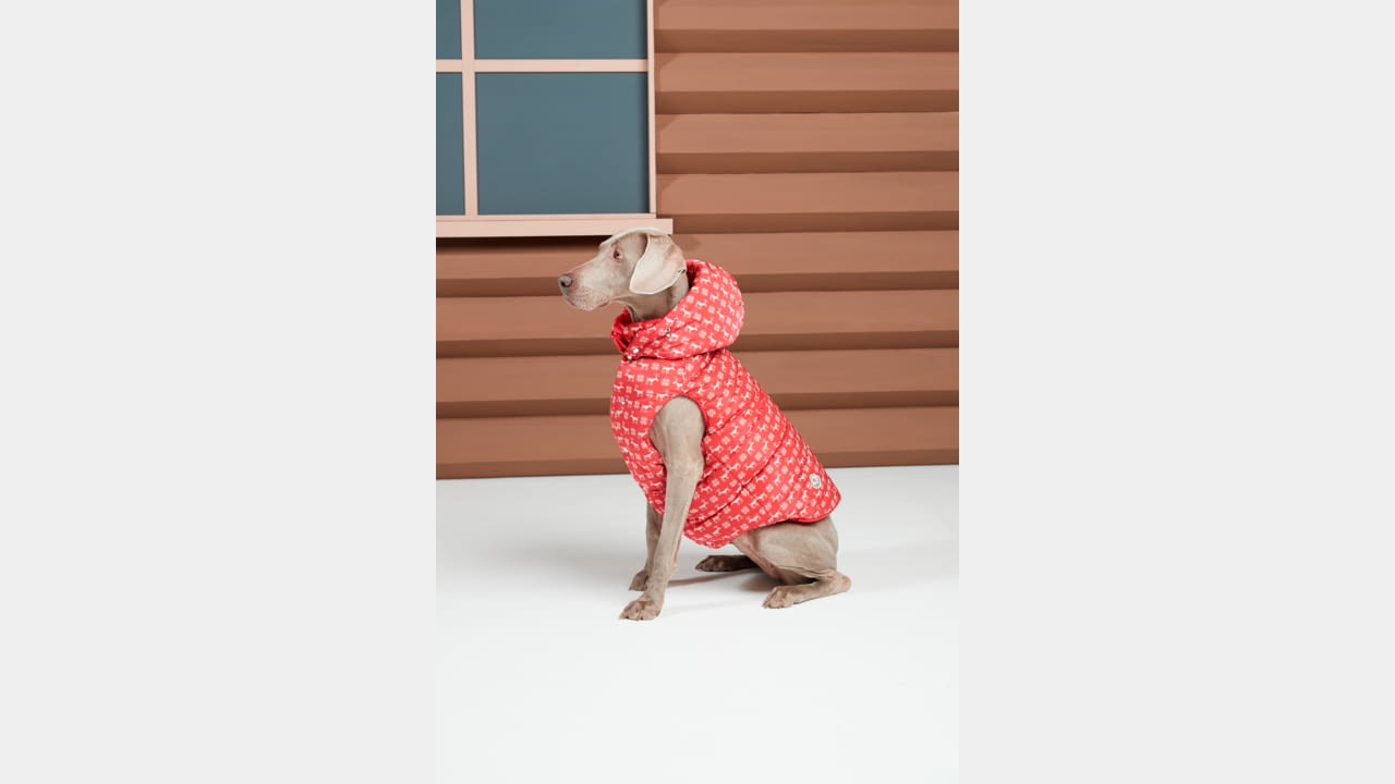 MONCLER & POLDO DOG COUTURE LAUNCH DATE: NOVEMBER 14TH illustration 6