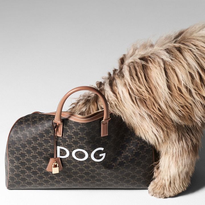 THE CELINE COLLECTION OF ACCESSORIES FOR DOGS illustration 2