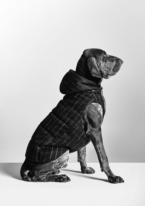 Giorgio Armani Continues The Collaboration With Poldo Dog Couture illustration 2