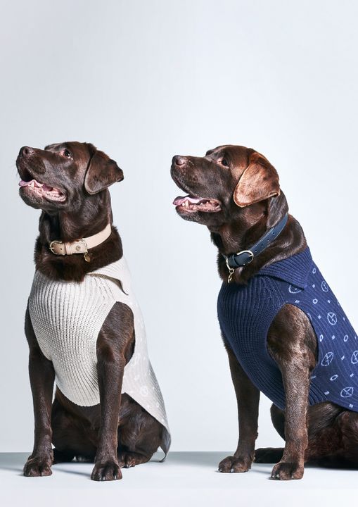 Giorgio Armani Continues The Collaboration With Poldo Dog Couture illustration 7