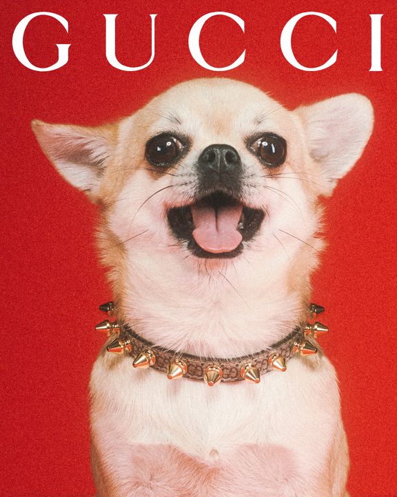 UNVEILING THE GUCCI PET COLLECTION illustration 2