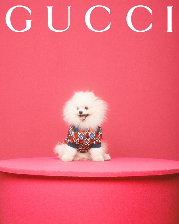 UNVEILING THE GUCCI PET COLLECTION illustration 4