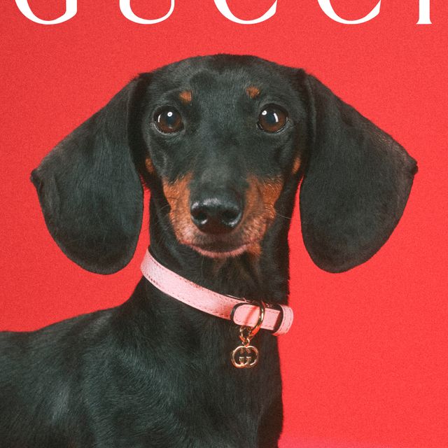 UNVEILING THE GUCCI PET COLLECTION