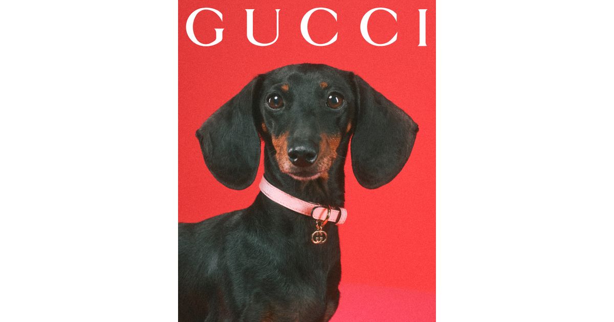Gucci Pet Collection Is Introduced – WWD